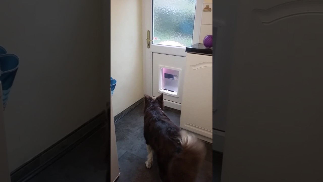 Dog Flap Fitting Training border collie to use Dogmate Large flap