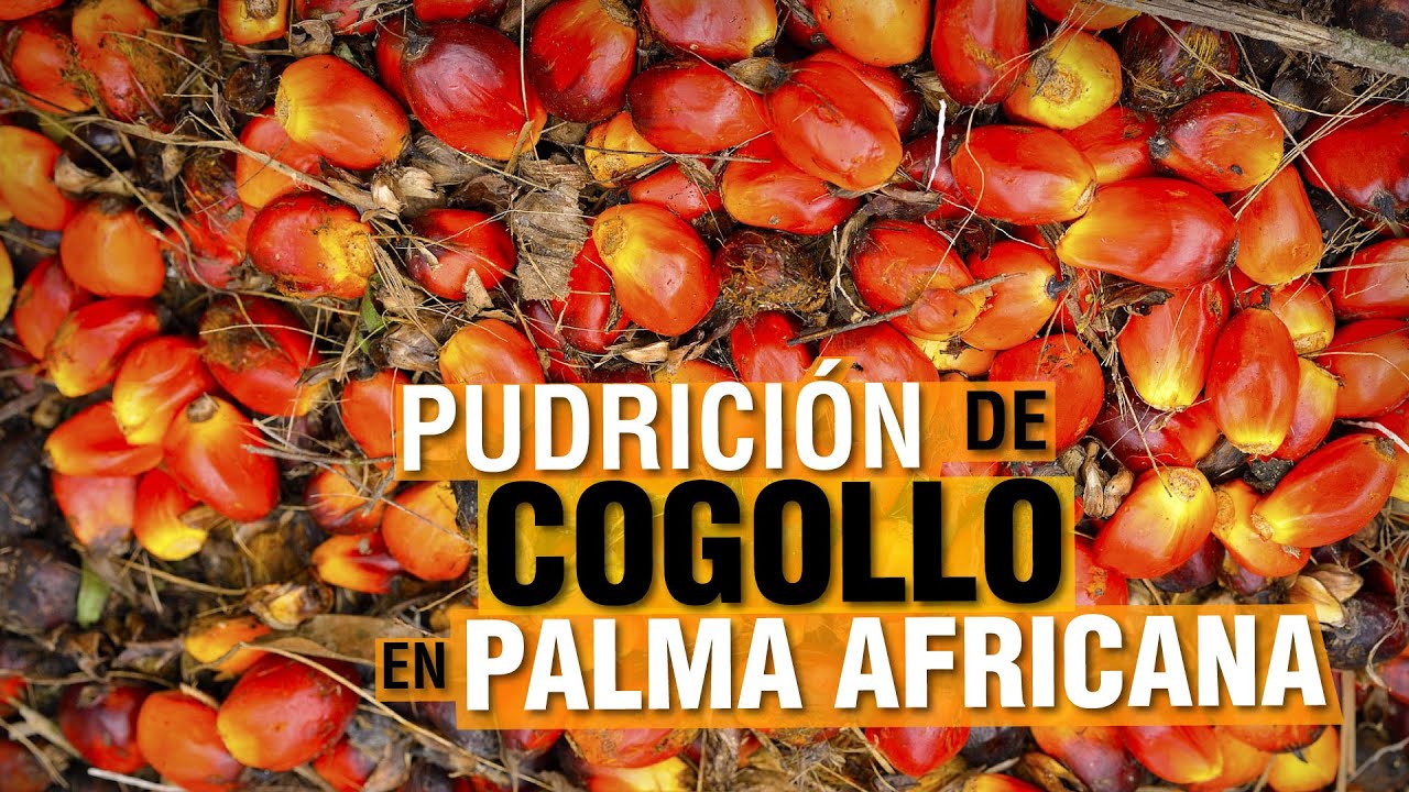 Pudrición de COGOLLO en PALMA AFRICANA - YouTube