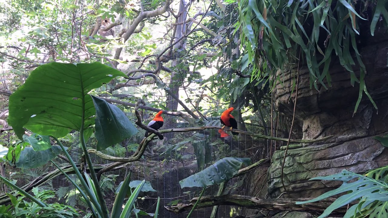 Beautiful Andean Cock-of—the-rock 