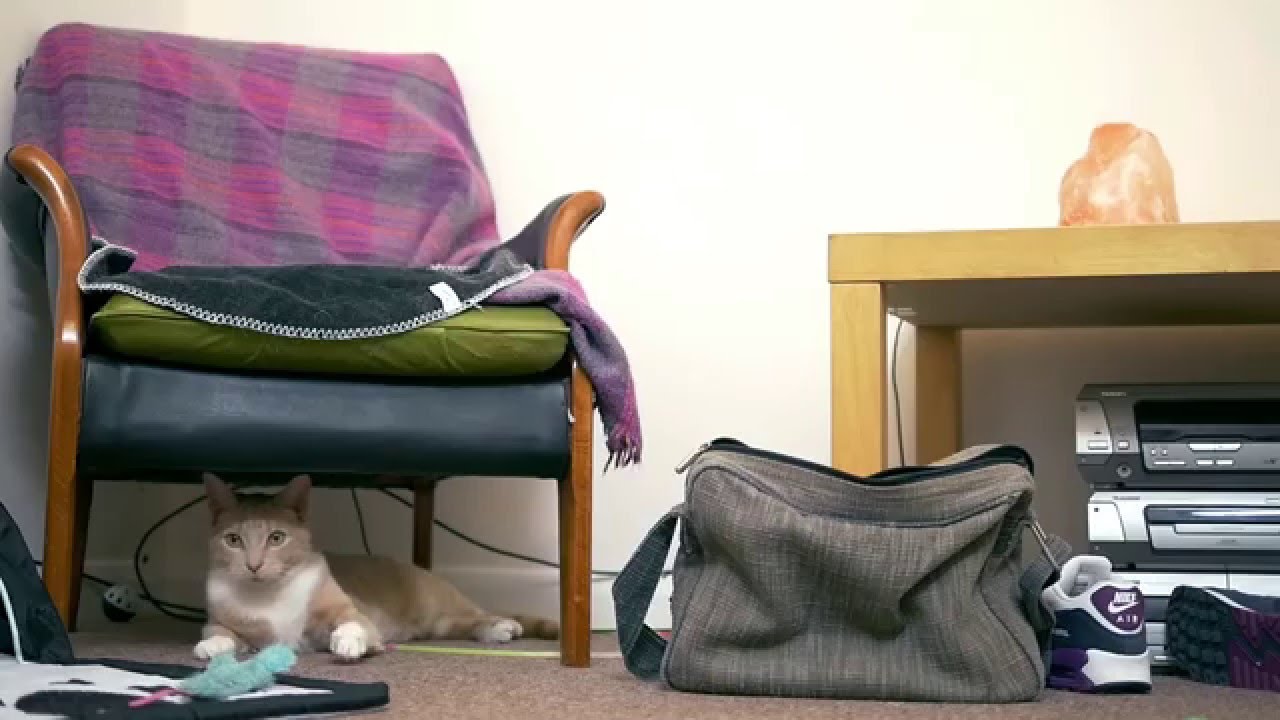 Kim and Cheddar's Story | Meet Purina