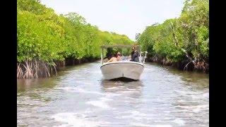 ヤップ島 マングローブ地帯 ヤップ島 検索動画18 ヤップ島 マングローブ地帯 ヤップ島 検索動画 18