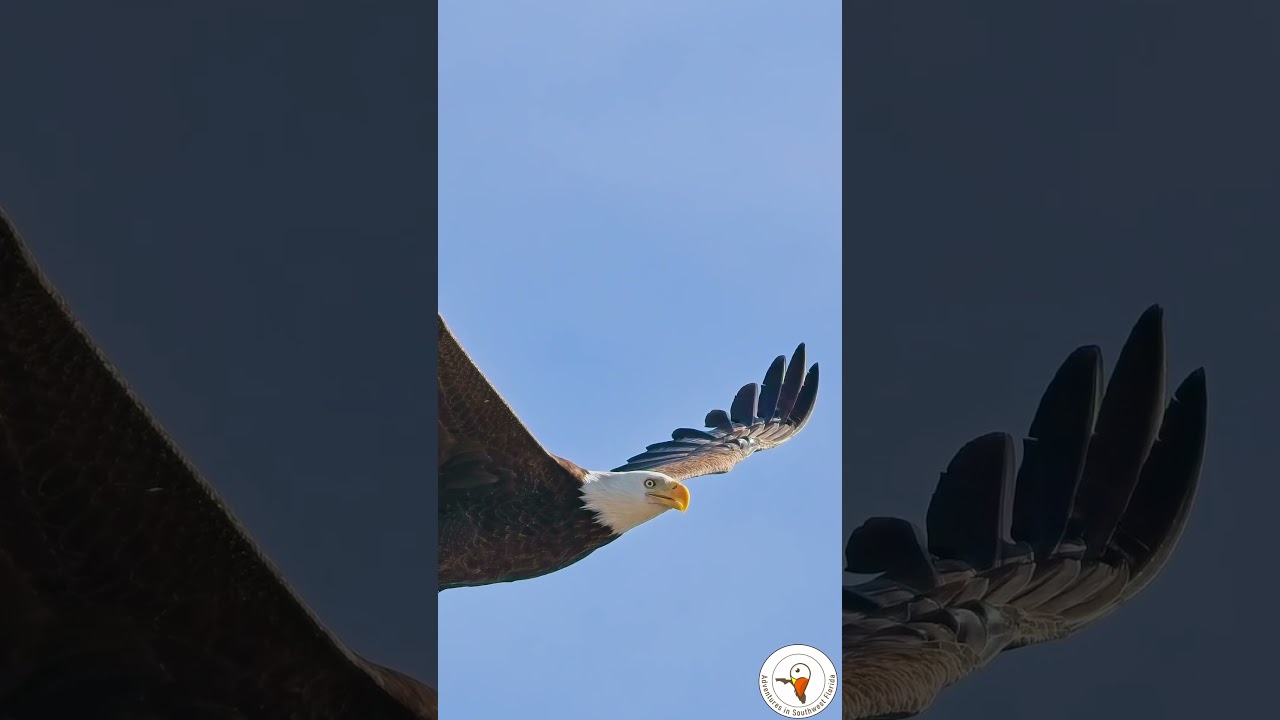 Hidden Hunting Skills of the American Bald Eagle | Lakes Park