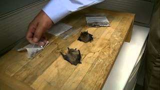 Bat calls up in Lincoln