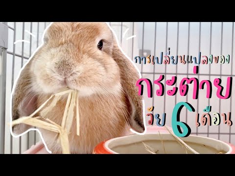 🐰Bunny’s story EP.17 | การเปลี่ยนแปลงของ กระต่าย อายุ 6 เดือน