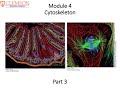 15 Cell Biology Module 4 Part 3