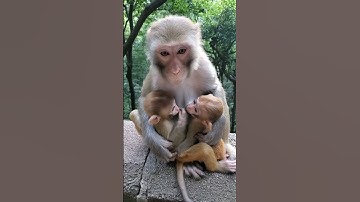 #shorts 5 animals that can defeat a crocodile, video monkey king fruit with faces monkey eat durian,