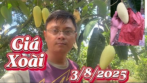 Giá xoài cát hòa lộc, Đài Loan, cát chu ngày 3 tháng 8, 2025