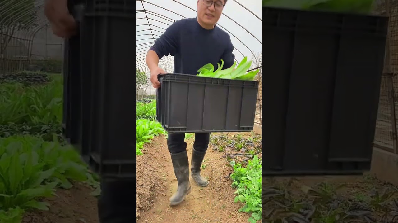 Continuing to pick vegetables to sell at the new stall  This time