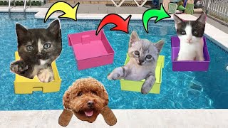 Retos en la piscina con los gatitos de mis gatos Luna y Estrella y mi perro / Cute Kittens