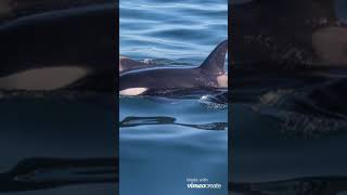 Watching Orca at Mission Bay Auckland 偶遇虎鲸(杀人鲸) (在奥克兰) brought to you by ShareBoating