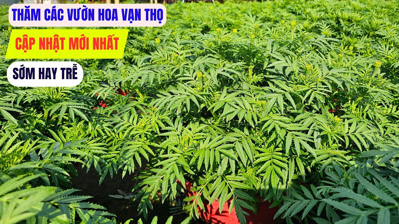 Tình hình hoa vạn thọ thực tế tại một số nhà vườn lớn - sớm hay trễ