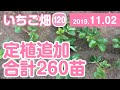 いちご畑【120】定植追加 合計260苗