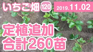 いちご畑【120】定植追加 合計260苗