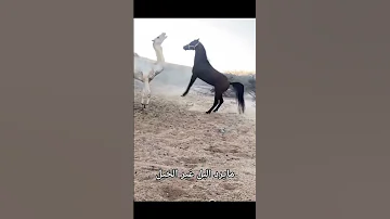 مايرد البل غير الخيل Horse حصان Shorts 
