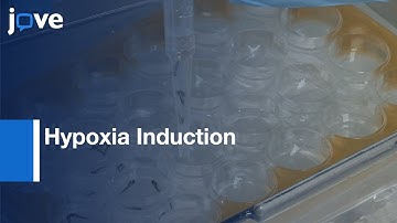 Hypoxia Induction in living embryos | Protocol Preview