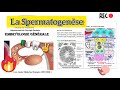 Cour 4 dembryologie la spermatogense 