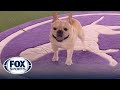 Winston the French Bulldog wins the Non-Sporting Group | Westminster Kennel Club | FOX Sports