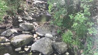 Dere Kenari... Doğa Çağiriyor..