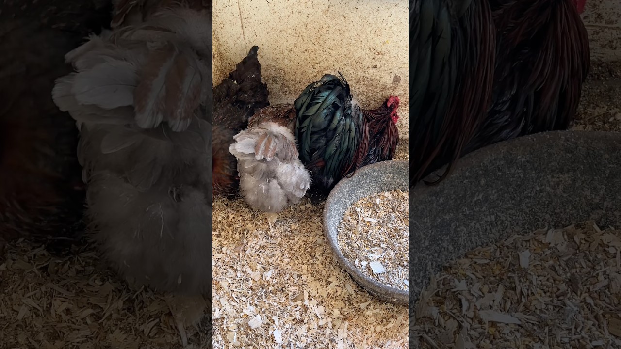 My Rooster Comforting His Hens as they lay their eggs ♥️