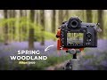 A sea of bluebells spring woodland photography vlog