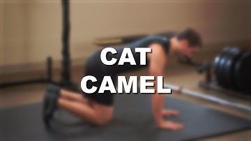 Cat Camel - Exercise Demonstration