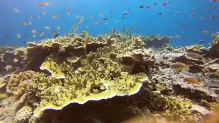 Pescador Island Reef