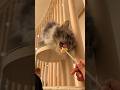 First Cat Cafe