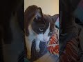 Richard &amp; Harriet inside before bed part 2 🦁🎵