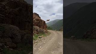 Survival Fight 😱⚠️ l #shorts #facts #animals