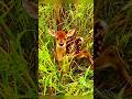 हिरण का बच्चा क्यों हिलता नहीं? 🦌😱 | Nature का सबसे खतरनाक Survival Rule #information #animalfacts