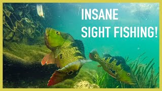 How Is This Water So CLEAR?!?!? Sight Fishing Peacock Bass