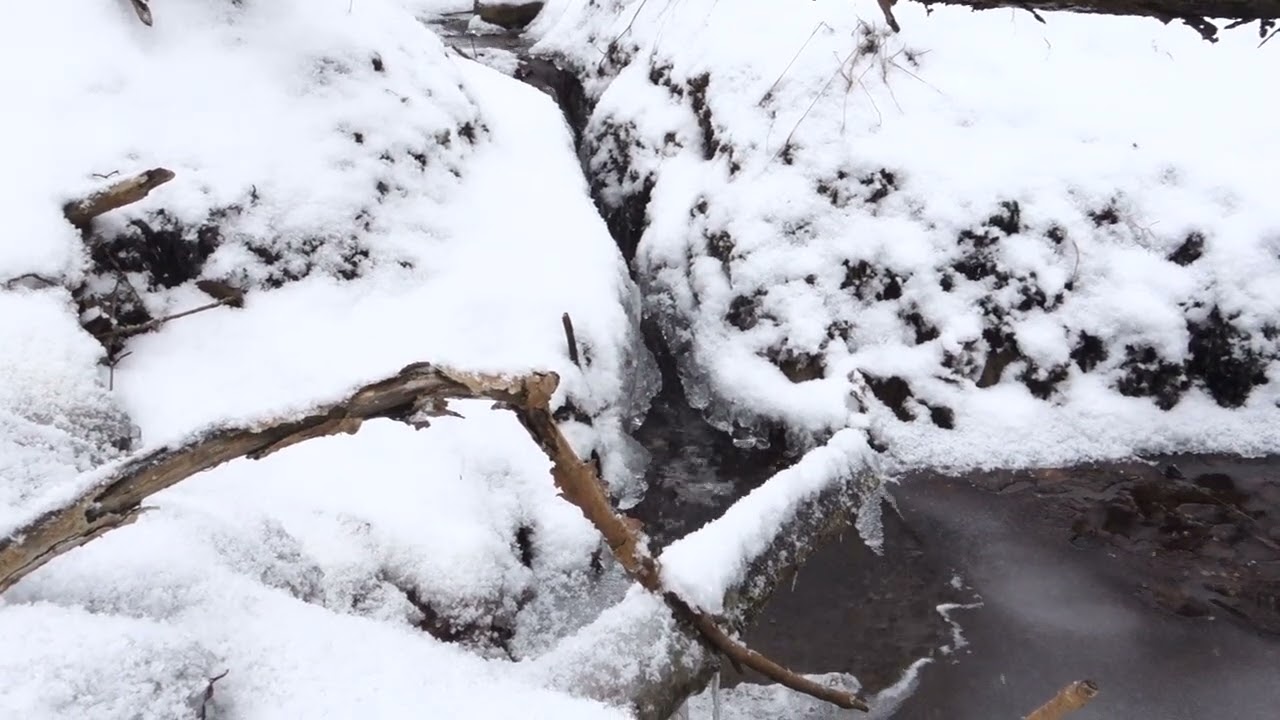 Bächlein in der Stubnitz/ Rügen, 05.01.26
