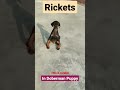 Rickets In Doberman Puppy