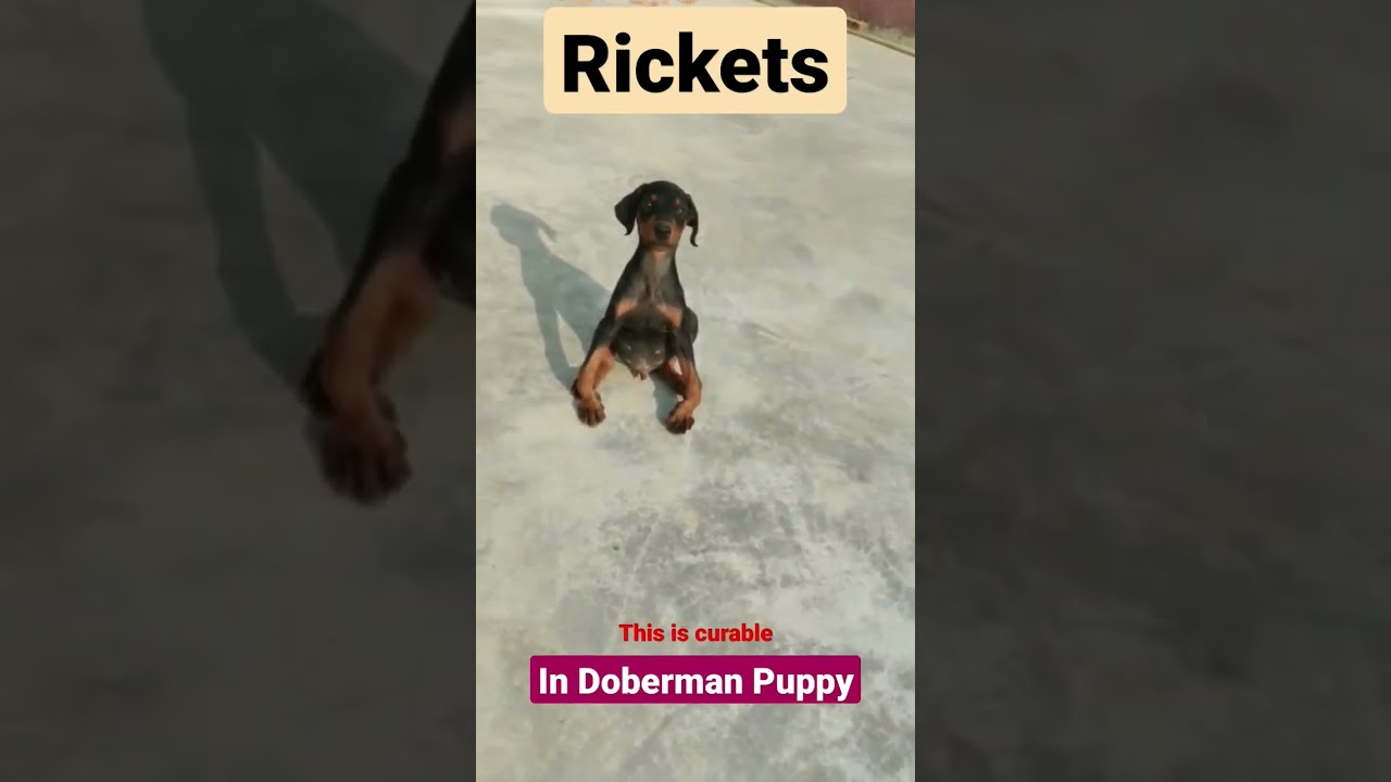 Rickets in Doberman Puppy
