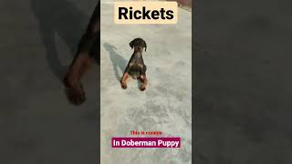 Download Lagu Rickets in Doberman Puppy MP3