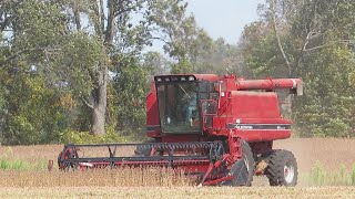 Soybean Harvest 2020 | Case IH 1660 Harvesting Soybeans | Ontario, Canada