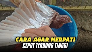 CARA AGAR MERPATI BISA TERBANG TINGGI‼️