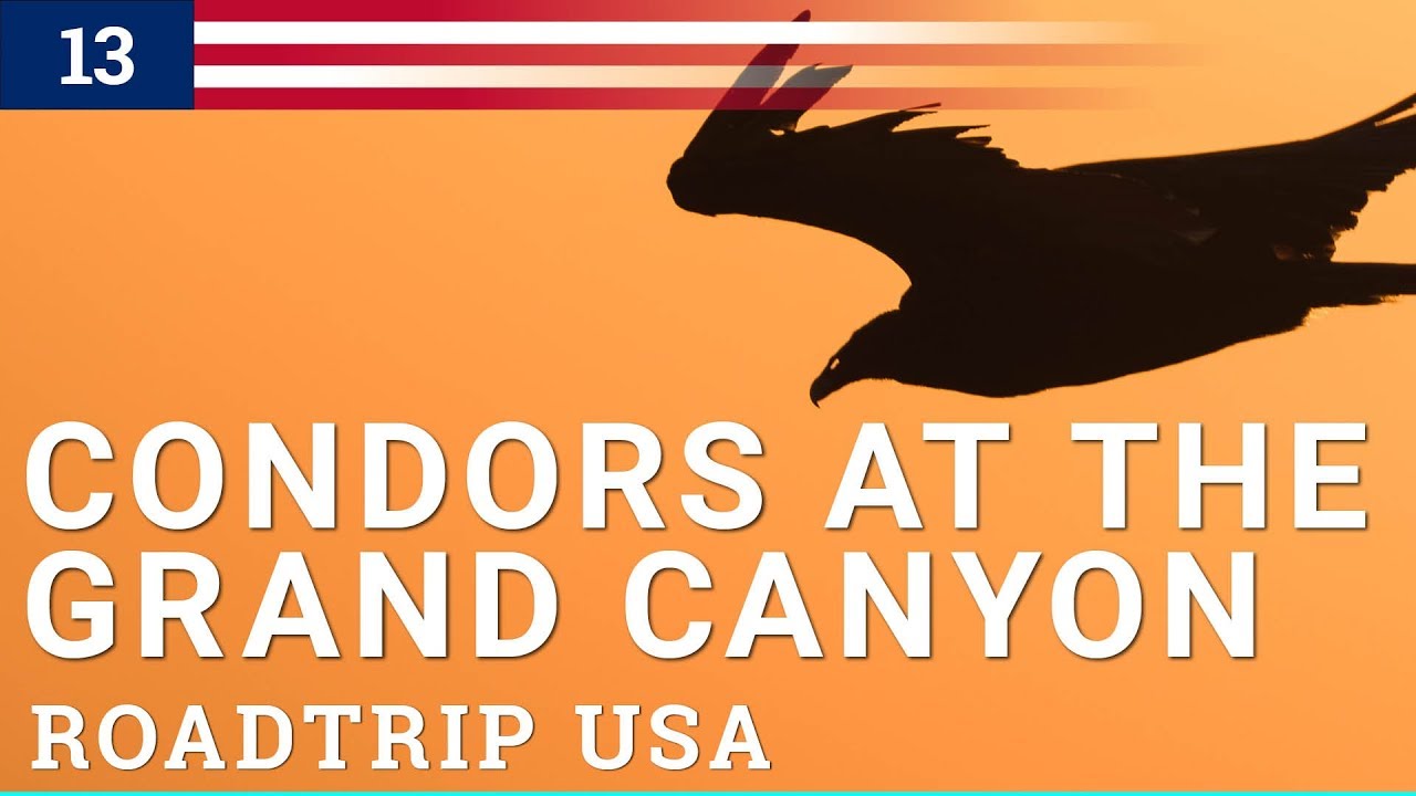 Photographing Condors and Turkey vultures on the Grand Canyon Ridge