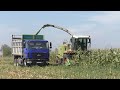 уборка кукурузы на силос.в Беларуси 2020 ч 1