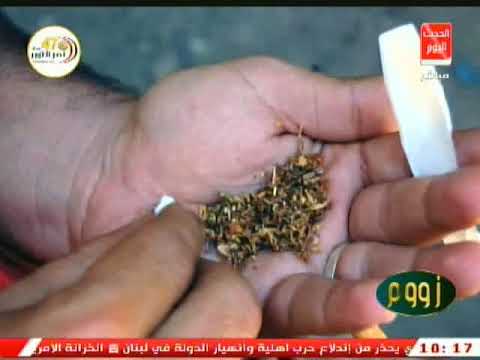 خبيرادوية بيطرية يكشف تفاصيل خطيرة جدا عن تعاطي ادوية الحيوانات كمواد مخدرة شاهد التفاصيل