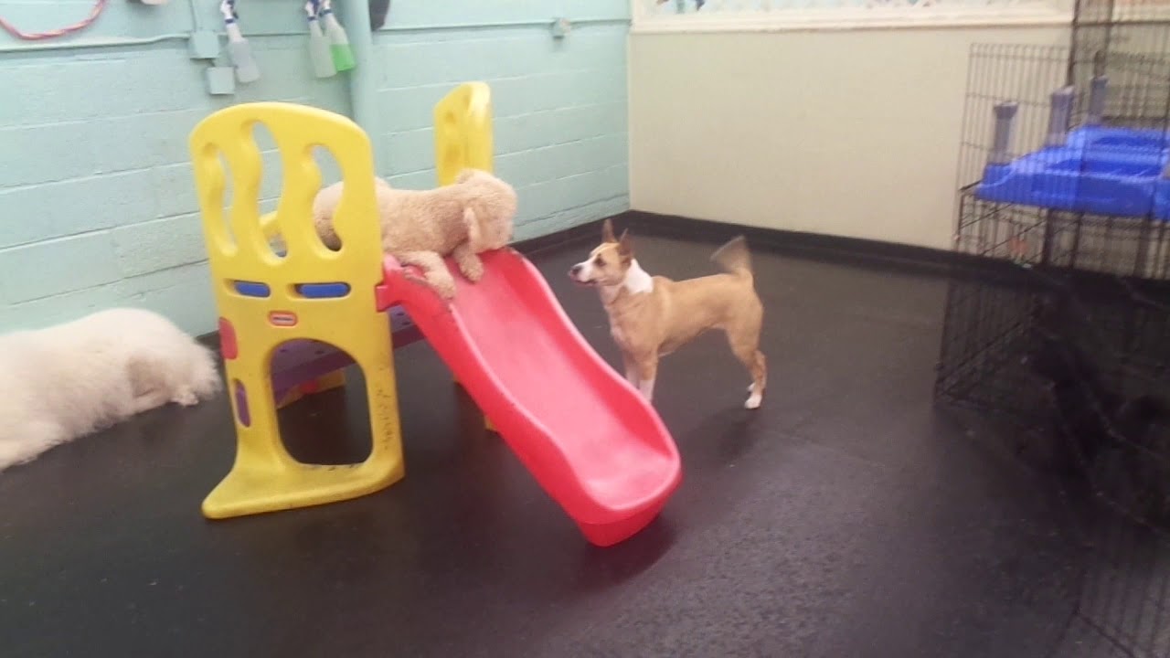 The Barking Lot 04/14/18 MAH01355 YouTube