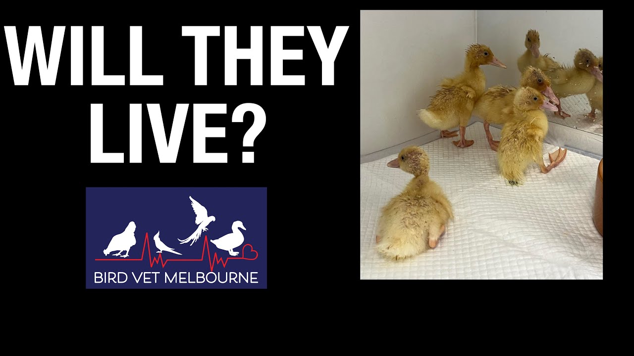 Ducklings.  Malnourished.  Can't walk.  Will they live?