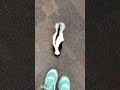 Skunk kits