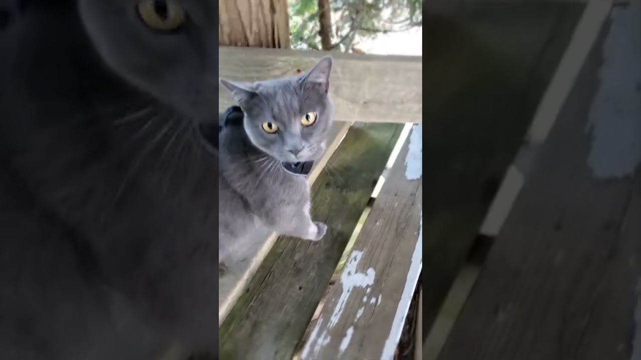 Cats climbing ladders Part :2                                        