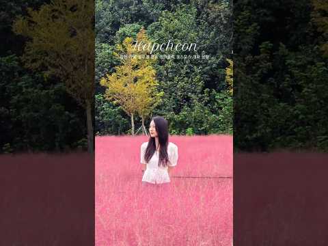 합천 꽃구경 명소 신소양체육공원 핑크뮬리 코스모스 개화 상황