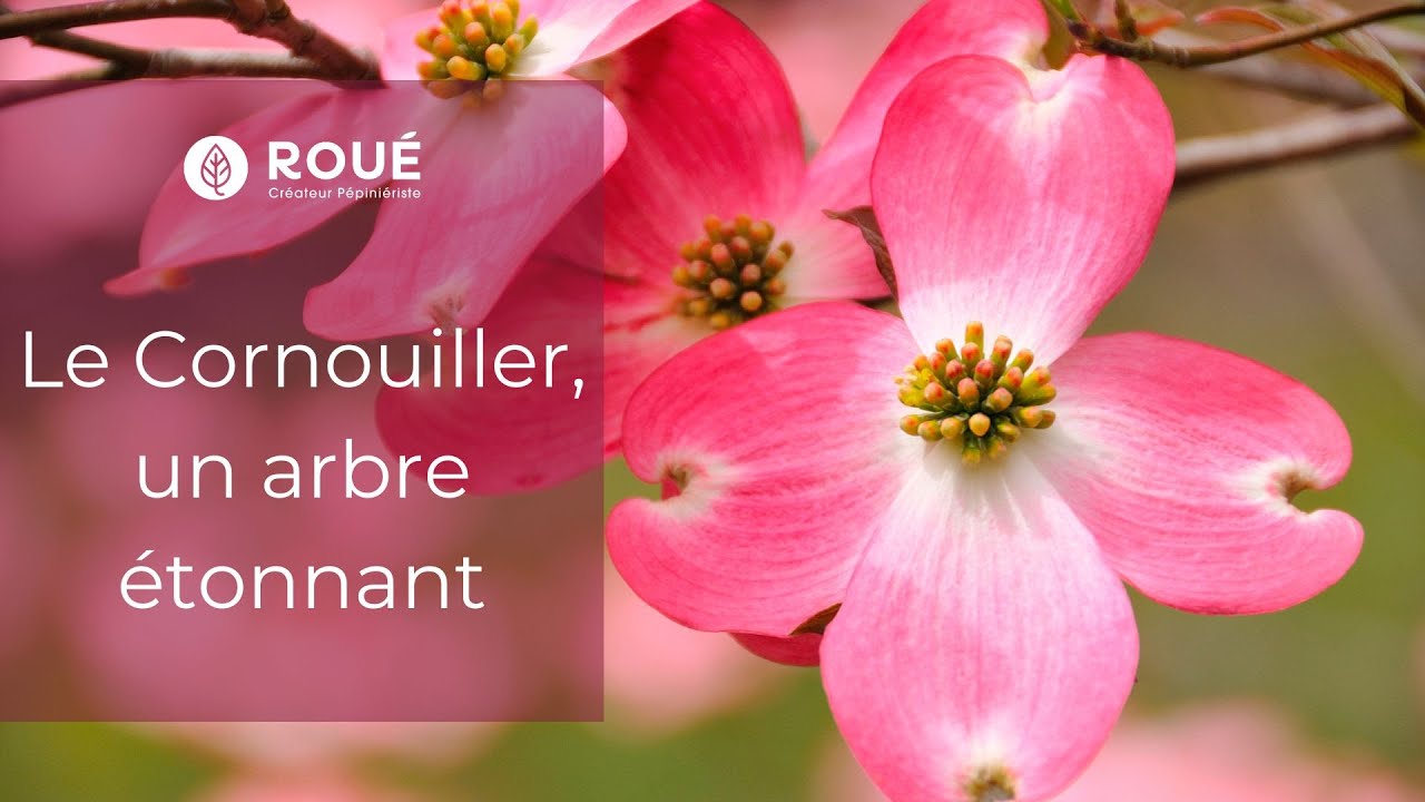 Le Cornouiller, un arbre étonnant - Roué Pépinières