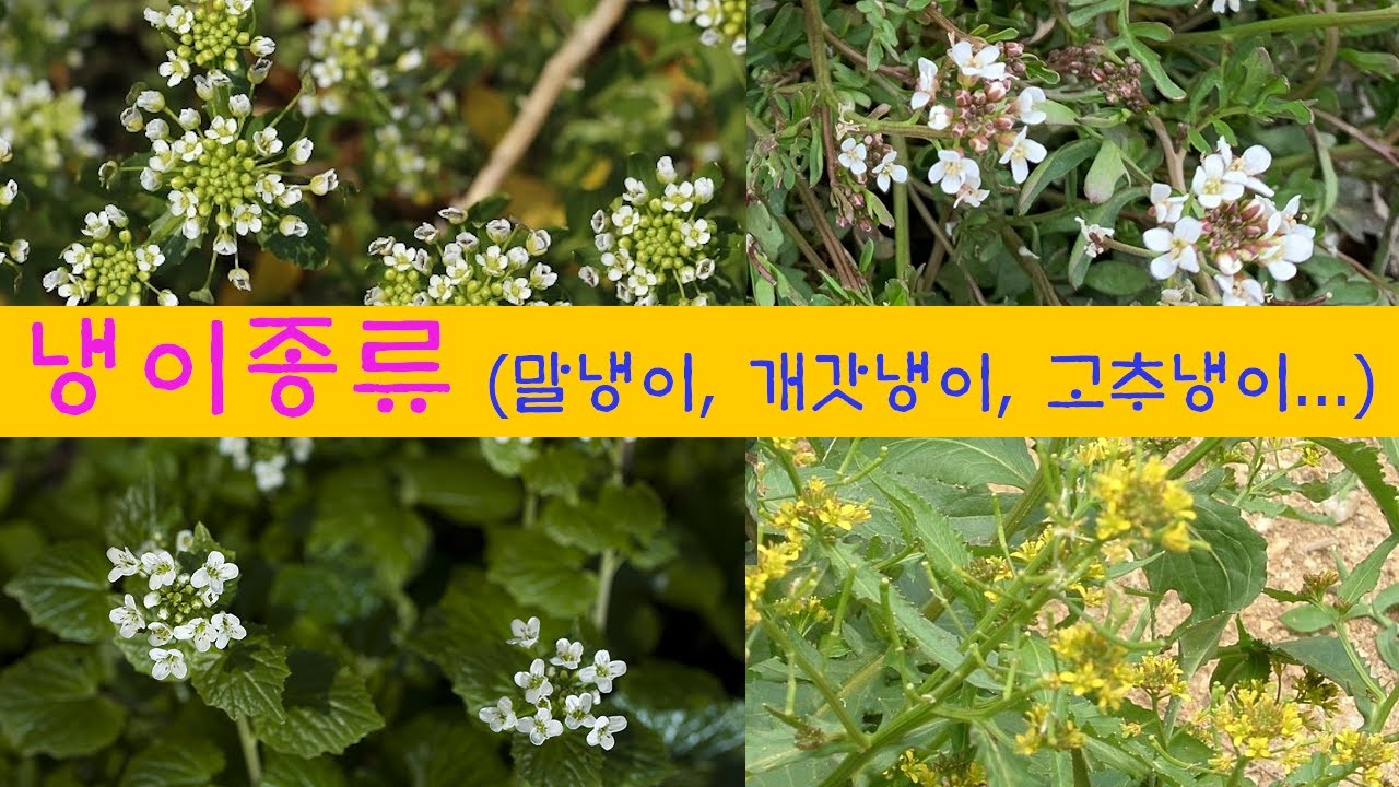 [자연, 야생화] 냉이 종류 - YouTube