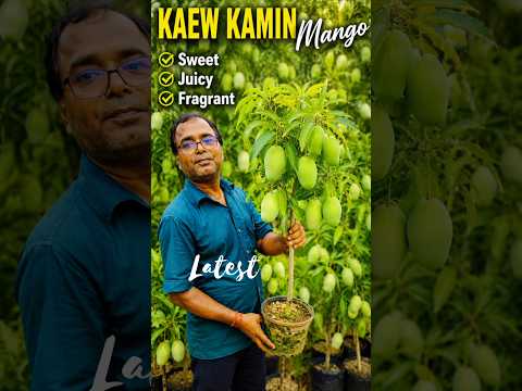 লেটেস্ট ম্যাংগো ভ্যারাইটি কিও কামিন ফল সহ। #shorts #shortsfeed #shortsbeta #foryou #mango