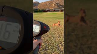 Testing Dogs Running Speed At The Park Was So Much Fun