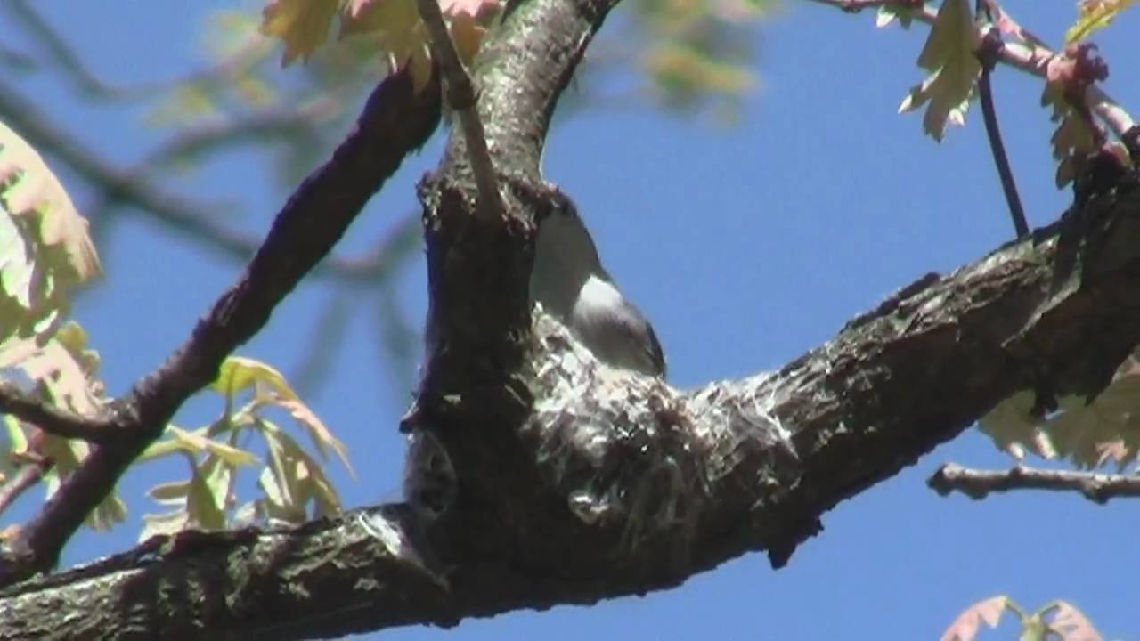 Blue-gray Gnatcatcher nest building and singing, Fullersburg Woods